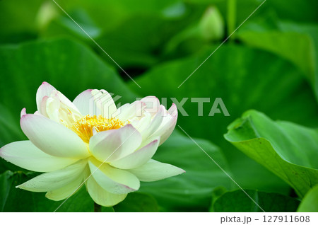 田園でみたハスの花 127911608