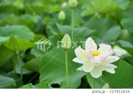 田園でみたハスの花 田園でみたハスの花 127911610