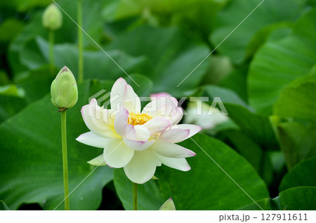 田園でみたハスの花 127911611