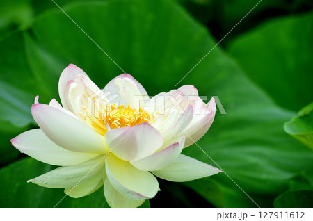 田園でみたハスの花 127911612