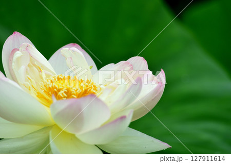 田園でみたハスの花 127911614