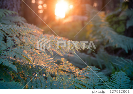 Bracken ferns capture the warm golden light as the sun sets behind trees, creating a tranquil and enchanting atmosphere in a forested area. Bracken ferns capture the warm golden light as the sun sets behind trees, creating a tranquil and enchanting atmosphere in a forested area. 127912001