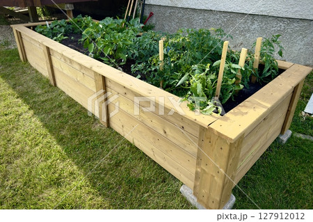 wooden bed with green tomatoes, cucumbers and herbs 127912012
