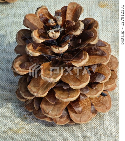 Pine cone close-up on decorative burlap. Summer. Pine cone with seeds Pine cone close-up on decorative burlap. Summer. Pine cone with seeds 127912331