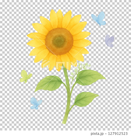  Foto zu 夏のひまわりと蝶のイラスト 水彩風切り抜き素材のイラスト素材 [127912523] - PIXTA 