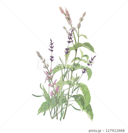 Composition of medicinal herbs.Salvia,mint, lavander.Hand-drawn isolated set of clip-art on white.Realistic images for packaging, textiles,wedding,cards,menu Composition of medicinal herbs.Salvia,mint, lavander.Hand-drawn isolated set of clip-art on white.Realistic images for packaging, textiles,wedding,cards,menu 127912666