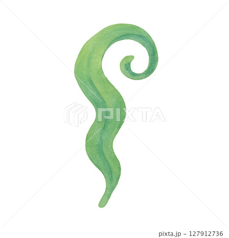 海藻のカール一本 水彩風切り抜き素材 127912736