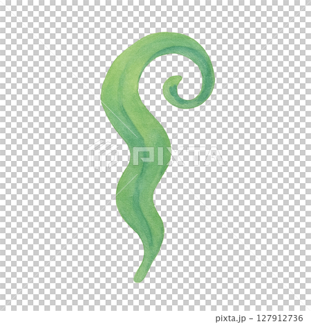 海藻のカール一本 水彩風切り抜き素材 127912736