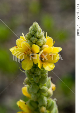 信濃川・やすらぎ堤の天鵞絨毛蕊花(ビロードモウズイカ) 127912773