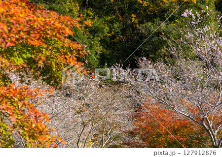 秋に咲く桜と紅葉 愛知県豊田市 小原四季桜 秋に咲く桜と紅葉 愛知県豊田市 小原四季桜 127912876
