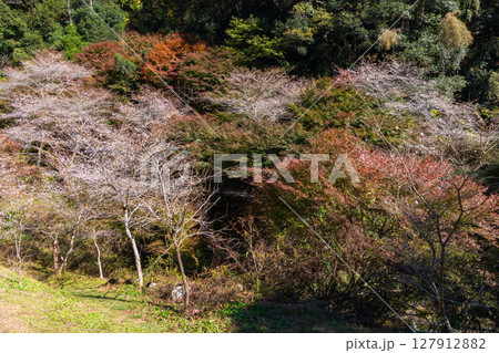 秋に咲く桜と紅葉　愛知県豊田市　小原四季桜 127912882