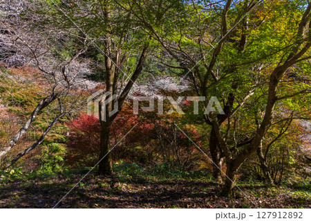 秋に咲く桜と紅葉　愛知県豊田市　小原四季桜 127912892