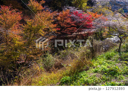 秋に咲く桜と紅葉　愛知県豊田市　小原四季桜 127912893