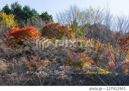 秋に咲く桜と紅葉 愛知県豊田市 小原四季桜(小原交流館) 秋に咲く桜と紅葉 愛知県豊田市 小原四季桜(小原交流館) 127912901