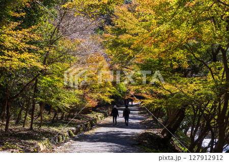 秋に咲く桜と紅葉　愛知県豊田市　小原四季桜（柿ヶ入遊歩道） 127912912