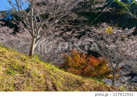 秋に咲く桜と紅葉 愛知県豊田市 小原四季桜(四季桜公園) 秋に咲く桜と紅葉 愛知県豊田市 小原四季桜(四季桜公園) 127912932