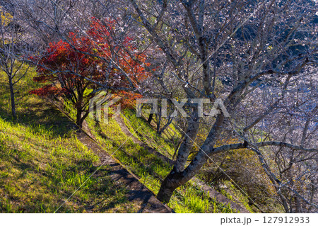 秋に咲く桜と紅葉 愛知県豊田市 小原四季桜(四季桜公園) 秋に咲く桜と紅葉 愛知県豊田市 小原四季桜(四季桜公園) 127912933