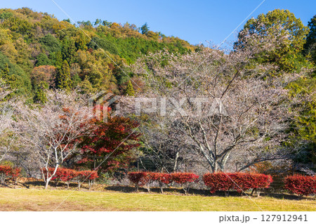 秋に咲く桜と紅葉　愛知県豊田市　小原四季桜（四季桜公園） 127912941