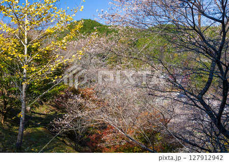 秋に咲く桜と紅葉　愛知県豊田市　小原四季桜（四季桜公園） 127912942