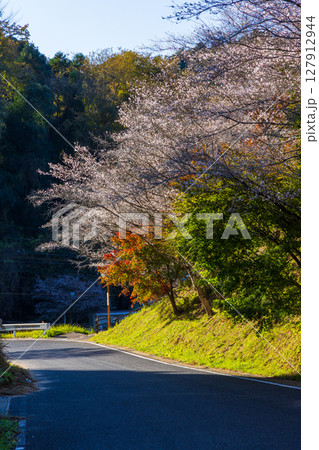 秋に咲く桜と紅葉 愛知県豊田市 小原四季桜(四季桜公園) 秋に咲く桜と紅葉 愛知県豊田市 小原四季桜(四季桜公園) 127912944