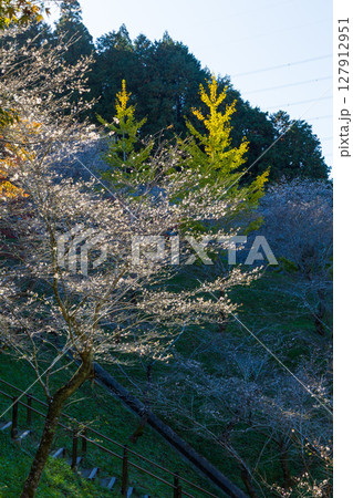 秋に咲く桜と紅葉　愛知県豊田市　小原四季桜（小原ふれあい公園） 127912951