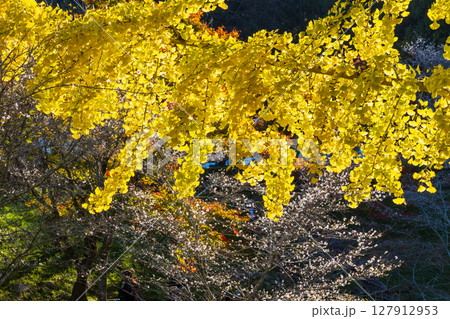 秋に咲く桜と紅葉 愛知県豊田市 小原四季桜(小原ふれあい公園) 秋に咲く桜と紅葉 愛知県豊田市 小原四季桜(小原ふれあい公園) 127912953