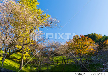 秋に咲く桜と紅葉 愛知県豊田市 小原四季桜(小原ふれあい公園) 秋に咲く桜と紅葉 愛知県豊田市 小原四季桜(小原ふれあい公園) 127912954