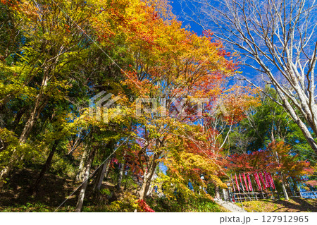 秋の愛知県豊田市　川見四季桜の里の紅葉 127912965