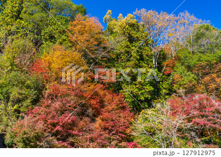 秋の愛知県豊田市　川見四季桜の里の紅葉 127912975