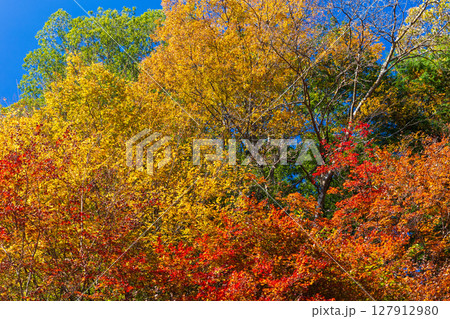 秋の愛知県豊田市　川見四季桜の里の紅葉 127912980