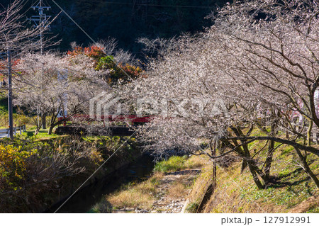 秋に咲く桜と紅葉　愛知県豊田市　小原四季桜（川見四季桜の里） 127912991