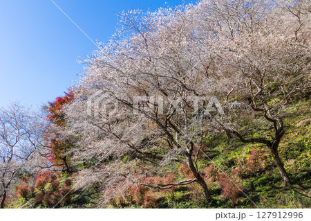 秋に咲く桜と紅葉 愛知県豊田市 小原四季桜(川見四季桜の里) 秋に咲く桜と紅葉 愛知県豊田市 小原四季桜(川見四季桜の里) 127912996