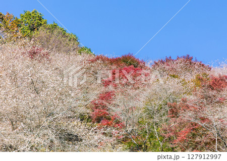 秋に咲く桜と紅葉 愛知県豊田市 小原四季桜(川見四季桜の里) 秋に咲く桜と紅葉 愛知県豊田市 小原四季桜(川見四季桜の里) 127912997