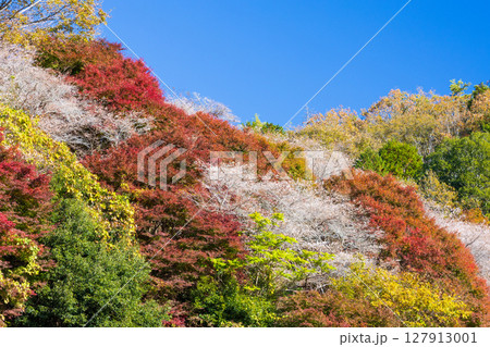 秋に咲く桜と紅葉　愛知県豊田市　小原四季桜（川見四季桜の里） 127913001