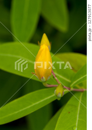 美容柳の蕾 127913077