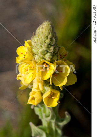 信濃川・やすらぎ堤の天鵞絨毛蕊花(ビロードモウズイカ) 127913087