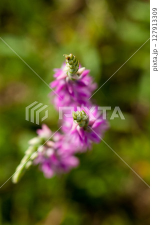 信濃川・やすらぎ堤の捩花(ねじばな) 信濃川・やすらぎ堤の捩花(ねじばな) 127913309