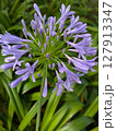 紫のアガパンサス 【花・素材】 127913347