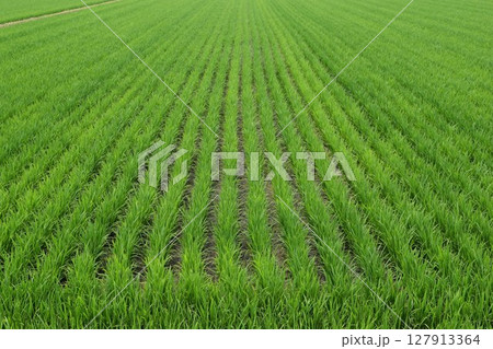田植え2ヶ月後の水田 127913364