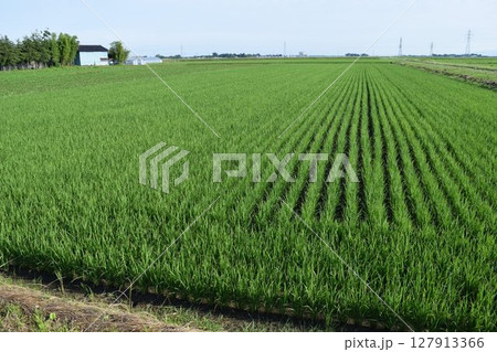 田植え2ヶ月後の水田 田植え2ヶ月後の水田 127913366