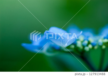 青色の紫陽花 青色の紫陽花 127913488