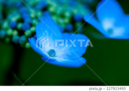 青色の紫陽花 127913493