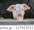Close-up shot of single piglet looking at camera in shed with wooden fence in pig farm. With no people rural scene, agricultural and husbandry theme. 127913552