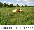 Countryside scenery with single mottled dairy cow grazing on pasture meadow among fresh green grass at summer day. With no people rural landscape, agricultural and husbandry theme. 127913553