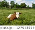 Countryside scenery with single motley dairy cow lying among fresh green grass on rural pasture at summer day. With no people village landscape, agricultural and husbandry theme. 127913554