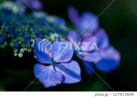 青色の紫陽花 青色の紫陽花 127913609
