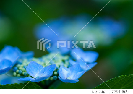 青色の紫陽花 127913623