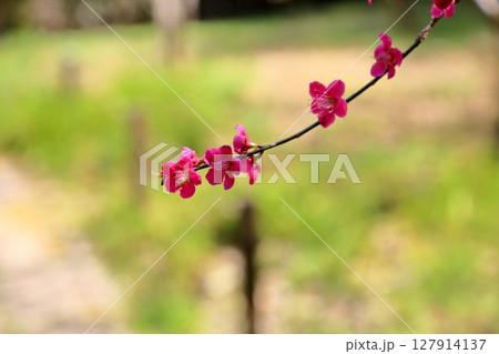 鮮やか 紅梅の花 鮮やか 紅梅の花 127914137