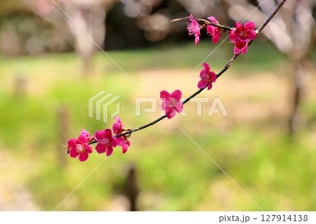 鮮やか　紅梅の花 127914138
