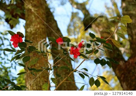 華やか　牡丹咲きのツバキ 127914140